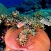 anemonefish_pink_jr_v_0705_png0461.jpg